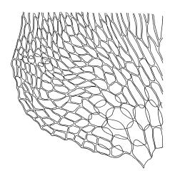 Climacium dendroides, alar cells of branch leaf. Drawn from A.J. Fife 6797, CHR 405507.
 Image: R.C. Wagstaff © Landcare Research 2014 